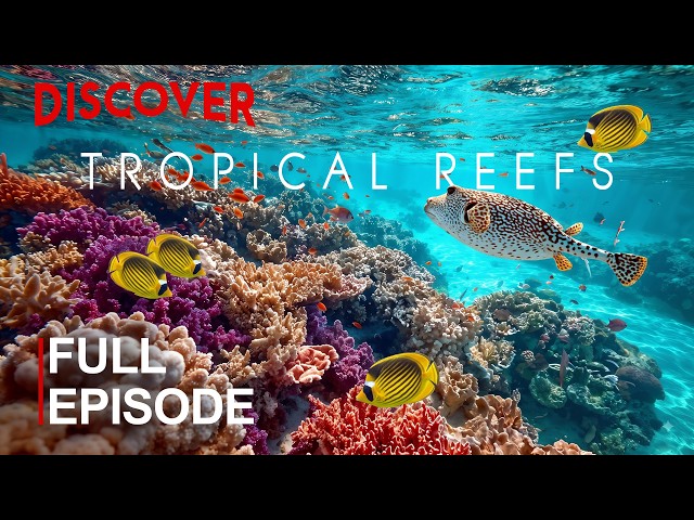TROPICAL REEFS | The Colorful Kingdoms Beneath Earth’s Warm Waters | FULL DOCUMENTARY