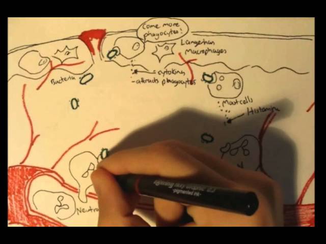 Immunology - Innate Immunity (Inflammatory Response)