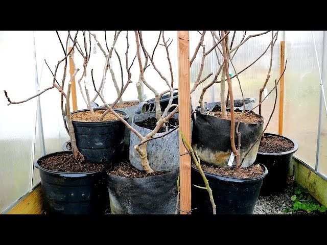 Storing Fig Trees Away for Winter