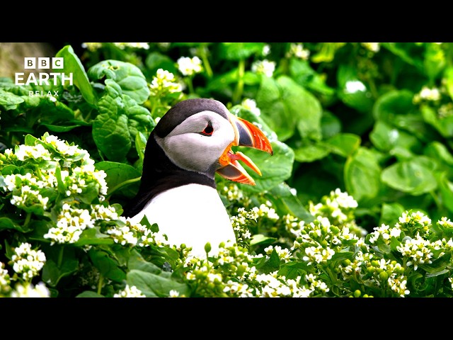 Every Meal Is A Dangerous Mission For A Puffin Parent | Blue Planet II In 4K | BBC Earth Relax