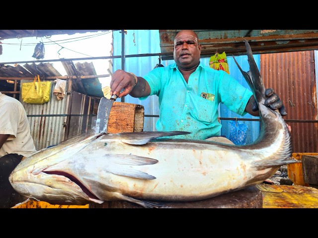 KASIMEDU MINNAL RAJA🔥 GIANT COBIA FISH CUTTING VIDEO | 4K VIDEO | YG FISH CUTTING