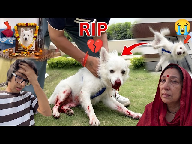 Oreo छत से गिर गया 😭 | Sourav joshi vlogs