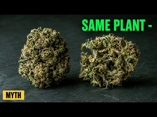 The PK Booster Lie: Why Your Buds Still Come Out Airy