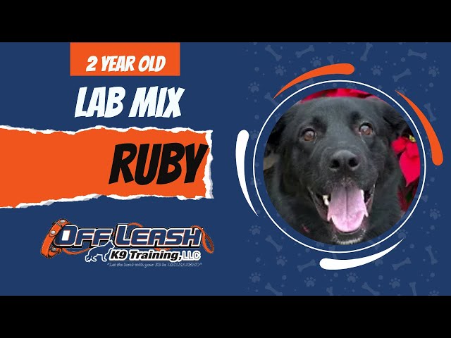 Ruby | 2 Year Old Lab Mix | Labrador Retriever Training in Atlanta