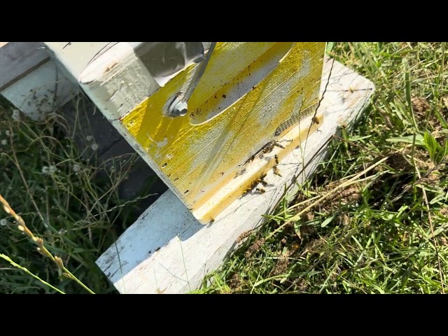 Outnumbered at the Door… Watching My Bees Lose This Fight 💔🐝 | Beekeeping
