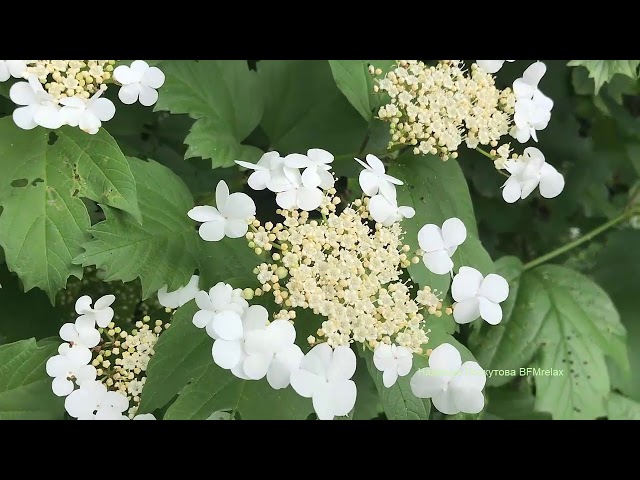 Красивая расслабляющая музыка для снятия стресса и для сна, для работы и отдыха. Скажи Жизни ДА!