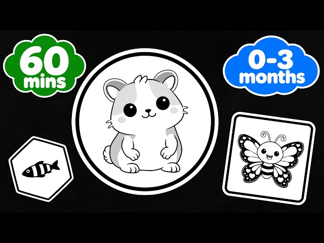 High Contrast Baby Sensory | 60 Minutes of Gentle Animal Flash Cards | 4K