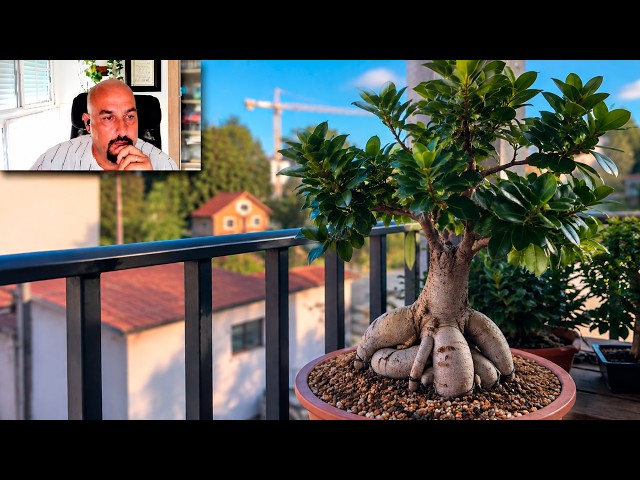Working on a Ficus Ginseng | Assistance video September 2026