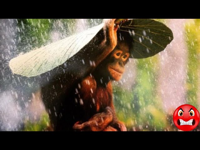 Heavy Thunderstorm Sounds  Relaxing Rain, Thunder & Lightning Ambience for Sleep  HD Nature Video