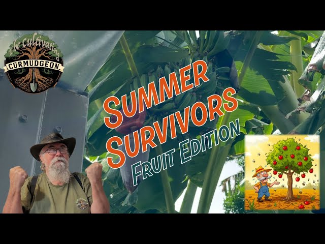 Growing Exotic Fruit Trees in EXTREME Australian Heat