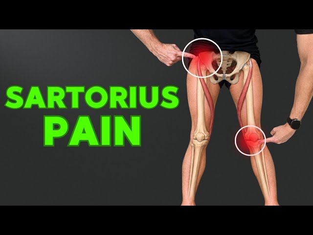 How to Strengthen the Sartorius Muscle | 2 Sartorius Exercises