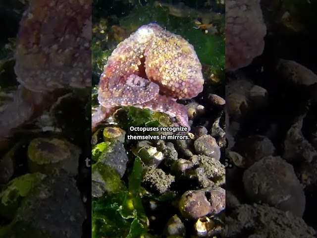 Octopuses pass the mirror test