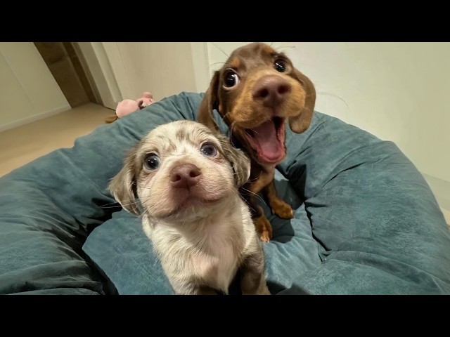 Dogs Were Born to Be Comedians! 🤣 Funniest Animal Videos 2026