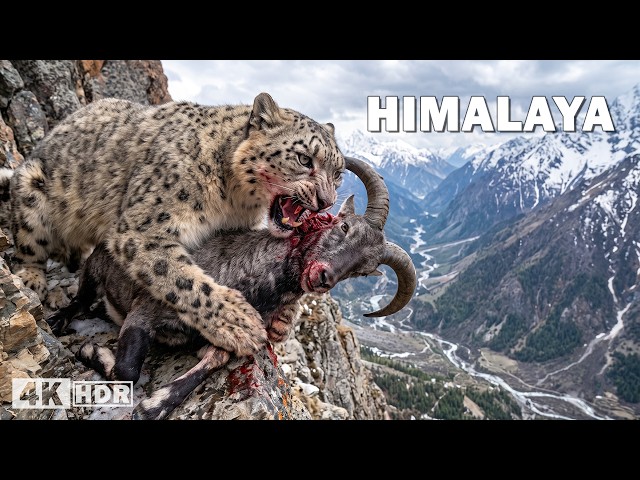 HIMALAYAN CANYONS | The Most Brutal Battles for Survival | Nature Animal Documentary