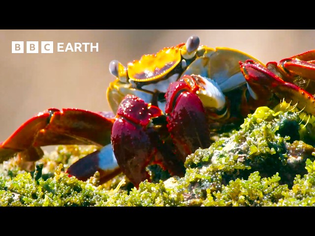 Unbelievable Moments From Nature - Narrated by David Attenborough | BBC Earth