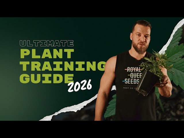 Ultimate Plant Training Guide 2026 Low Stress Training, Defoliation and Mainlining