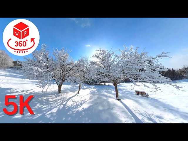 Snow forest Beautiful day in Canada | VR 360 Video 5K | Can In Canada 🇨🇦