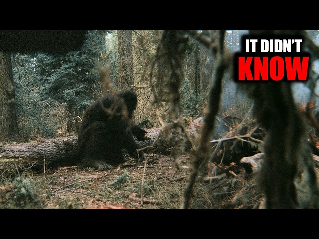 Bigfoot Didn’t Know It Was Being Recorded