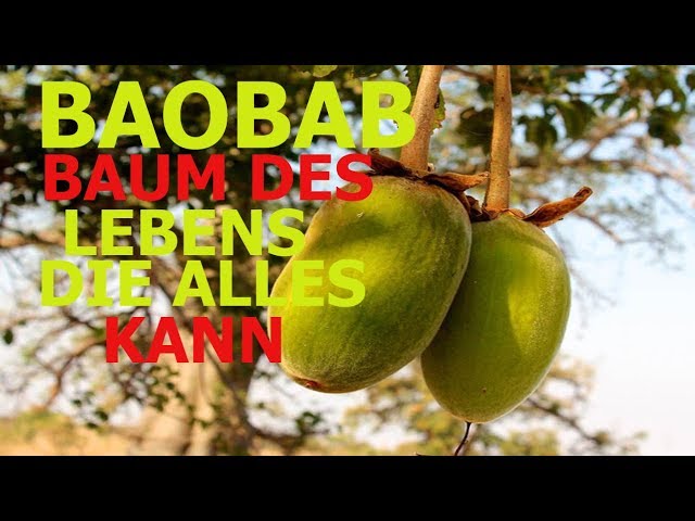 BAOBAB BAUM DES LEBENS DIE ALLES KANN