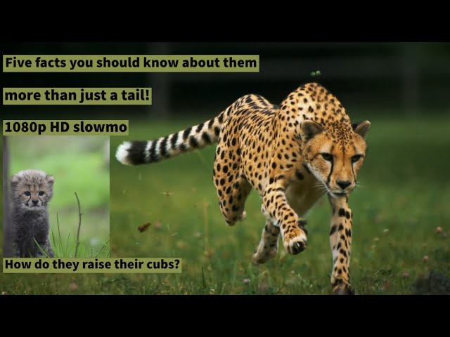 Fastest Running Animal - Cheetah! 1080p HD | FIVE FACTS
