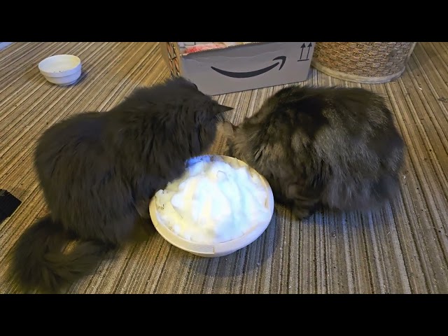My Cats React to a Bowl of Fresh Snow