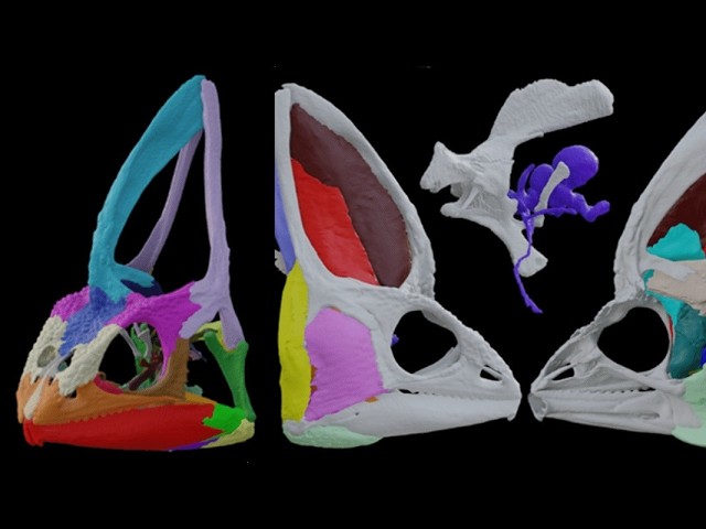 The old, and new, science of anatomy | the Royal Society