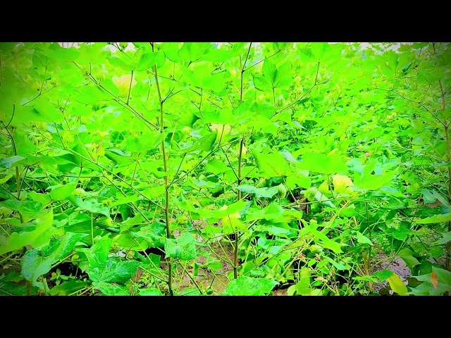 Free Village Nature Footage | Plants, Flowers & Fruits | Creative Commons Part - 11