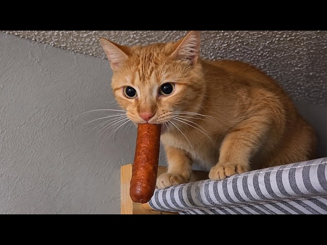 You can't get past this Hilarious CATS video! 🤣 Funniest Cat Videos of 2026