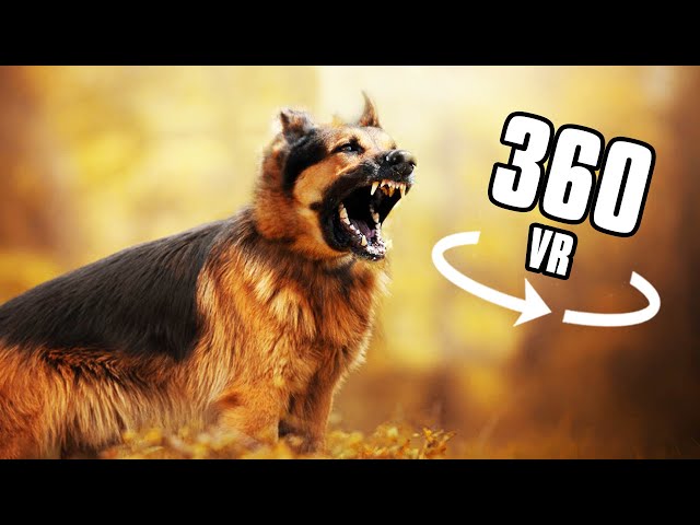 360° VR - K9 DOG ATTACK BITE! German Shepherd