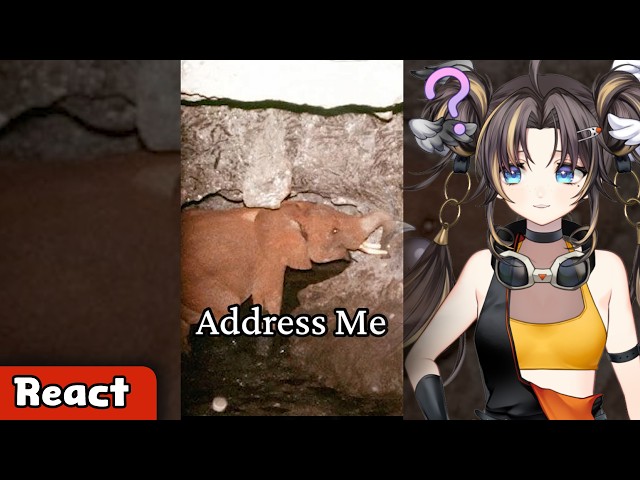 Biochemist reacts to CRAZY animals from around the world by More Parz  | Runya Reacts 👀