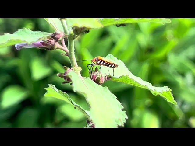 Free nature relaxation music & video | life is a journey