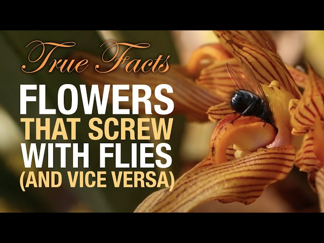 True Facts: Flowers That Screw Flies