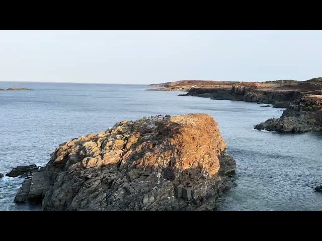 Puffins of Elliston, Newfoundland  Close‑Up Puffin Colony & Seabirds