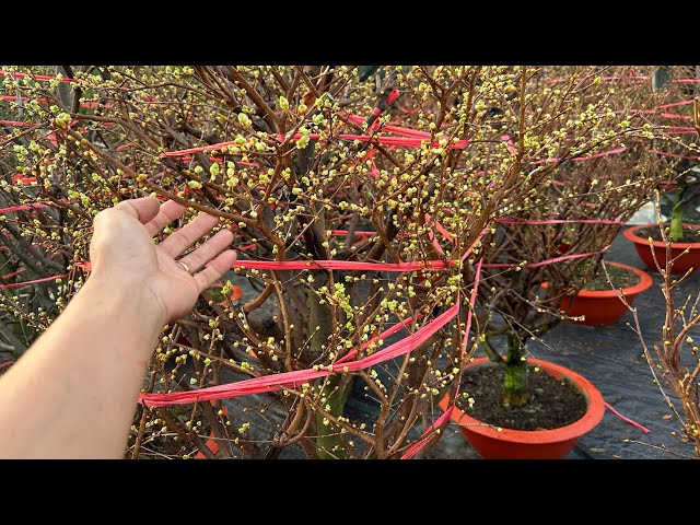 Checking apricot blossom buds after two rounds of shoot-growth inhibitor: Is it effective? 098466...