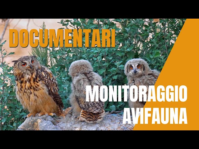 Avifauna Monitoring