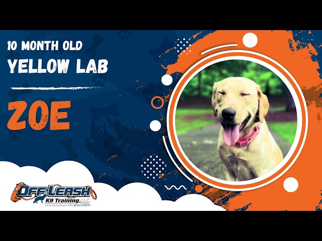 Zoe | 10 Month Old Yellow Lab | 1 Week Board & Train | Off Leash K9 Training, Georgia