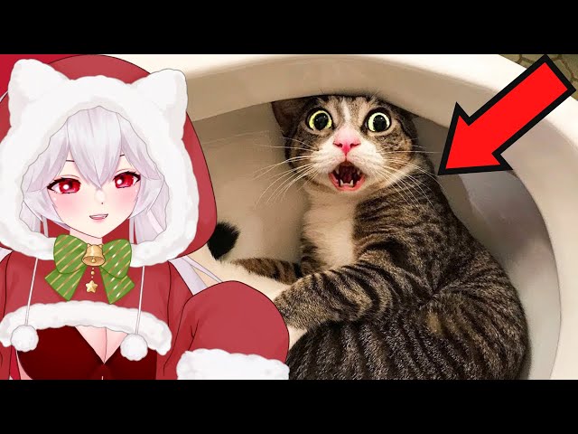 Vtuber Reacts To The FUNNIEST CAT Videos Of The Decade