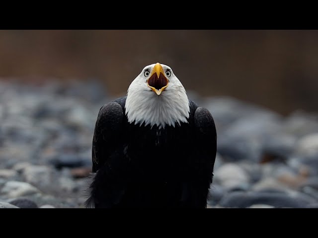 Bald Eagles on the Nooksack River | Washington Wildlife in 4K