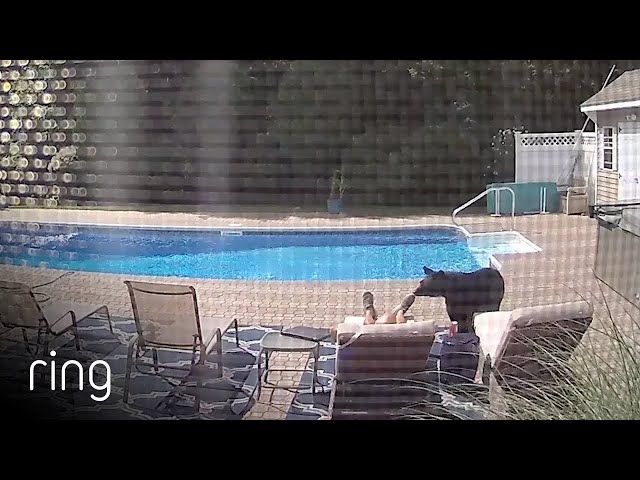 Bear Wakes Up Guy Taking a Nap By The Pool Captured Via Ring Security Camera | RingTV