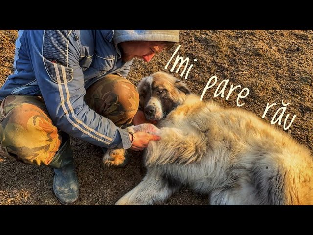 Sick shepherd dog - we found out that Mozan has Osteosarcoma (bone cancer)