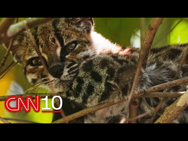 The first new species of cat to be discovered in more than 100 years | September 23, 2026