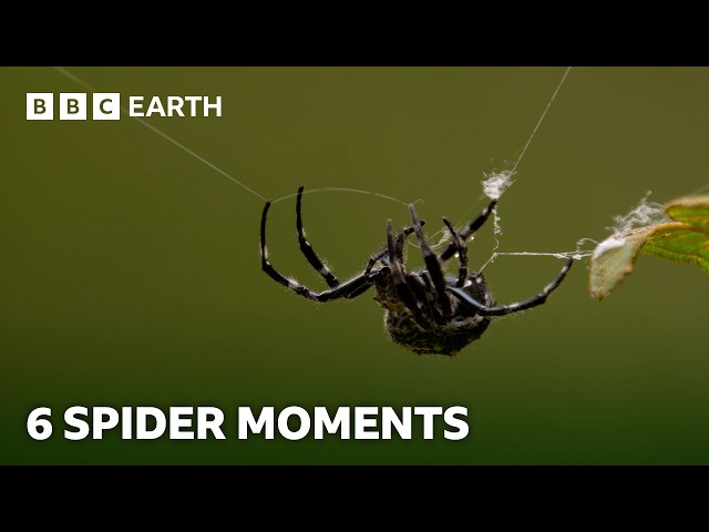The Fascinating World of Spiders | BBC Earth