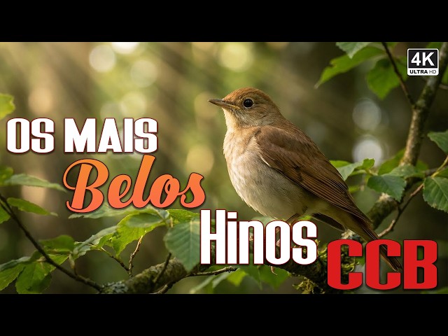 ✨ Os Mais Belos Hinos CCB | Hinos Que Renovam a Alma e Trazem Paz ao Coração 🎵
