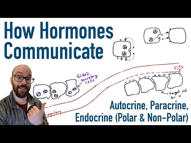 How Hormones Communicate