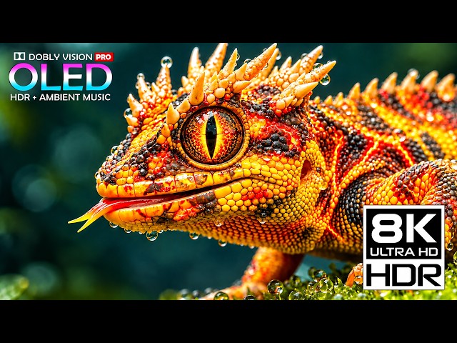 Premium+ 16K HDR Dolby Vision | OLED Nature Test 120fps (4K/8K Video TV)