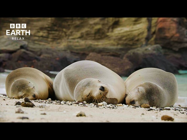 Explore The Serenity of Water in 4K UHD | BBC Earth Relax