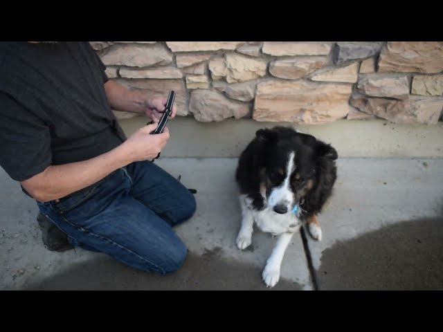 Everything You Need to Know About This Dog Training Collar