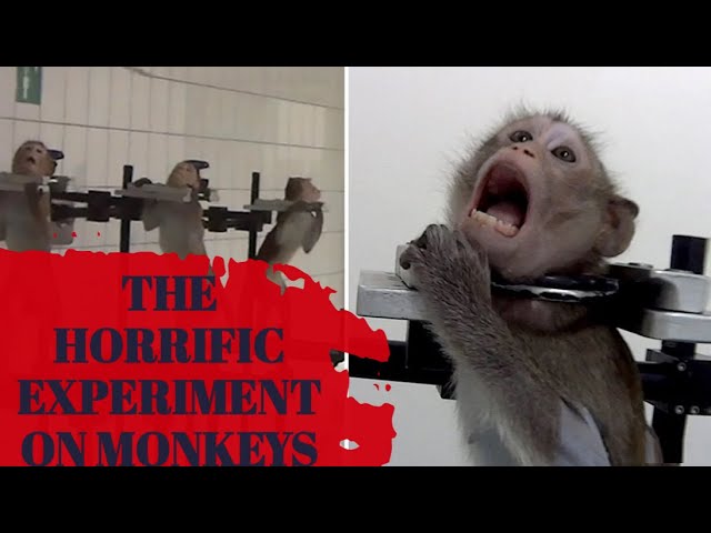 Unethical Monkey Drug Experiment 1969 | Short Documentary