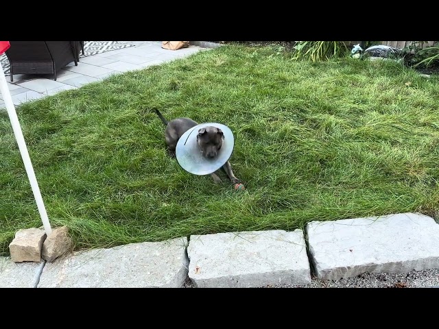 Cone of Shame but MJ Wins the Game