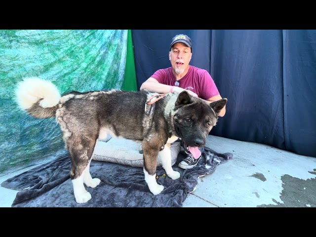 NEW! A5559862 Ceil | Akita